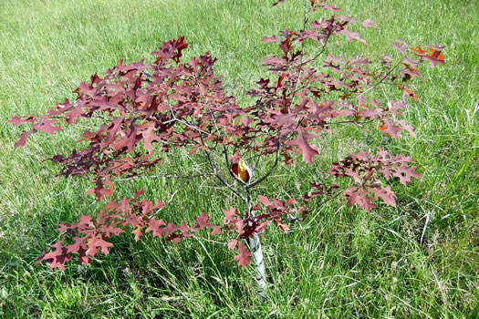 image of Quercus texana, Nuttall Oak, Texas Red Oak