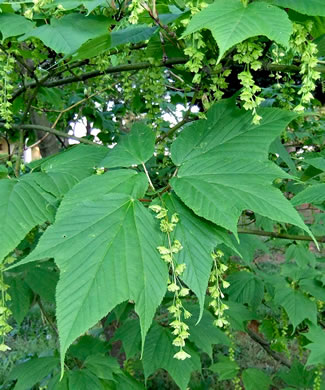 image of Acer pensylvanicum, Striped Maple, Moosewood