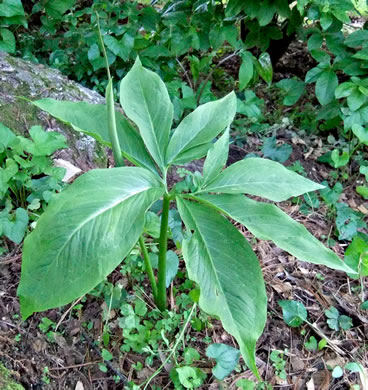 image of Pinellia pedatisecta, Chinese Green Dragon, Fan-leaf Chinese Green Dragon, Pinellia