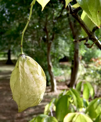 image of Staphylea trifolia, Bladdernut