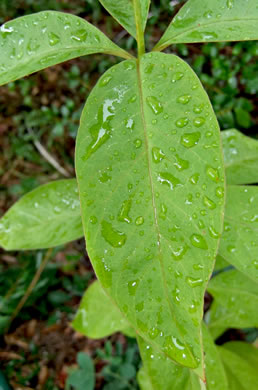 image of Lysimachia fraseri, Fraser's Loosestrife