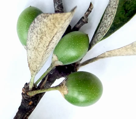 image of Sideroxylon tenax, Tough Buckthorn, Tough Bumelia, Tough Bully