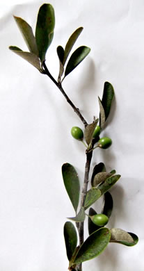 image of Sideroxylon tenax, Tough Buckthorn, Tough Bumelia, Tough Bully