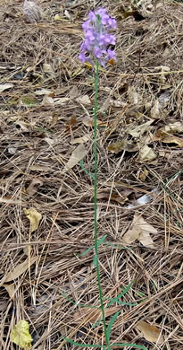 image of Linaria purpurea, Purple Toadflax