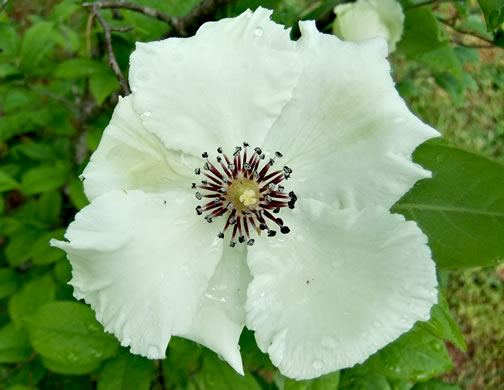 Stewartia malacodendron, Silky Camellia, Virginia Stewartia, Stewartia