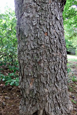 image of Cotinus obovata, American Smoketree