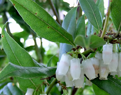 image of Agarista populifolia, Tall Fetterbush, Florida Leucothoe, Florida Hobblebush, Agarista