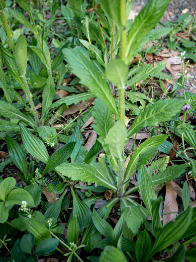 image of Erigeron philadelphicus var. philadelphicus, Daisy Fleabane, Philadelphia Fleabane, Philadelphia-daisy, Common Fleabane