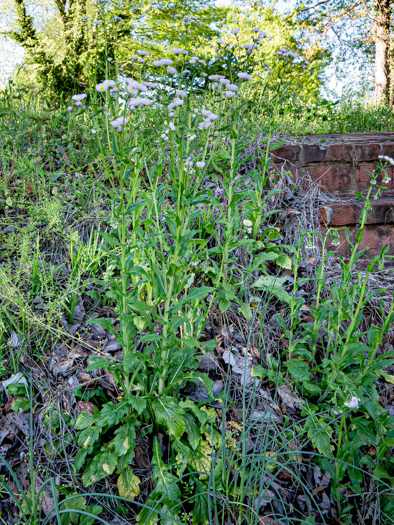 image of Erigeron philadelphicus var. philadelphicus, Daisy Fleabane, Philadelphia Fleabane, Philadelphia-daisy, Common Fleabane