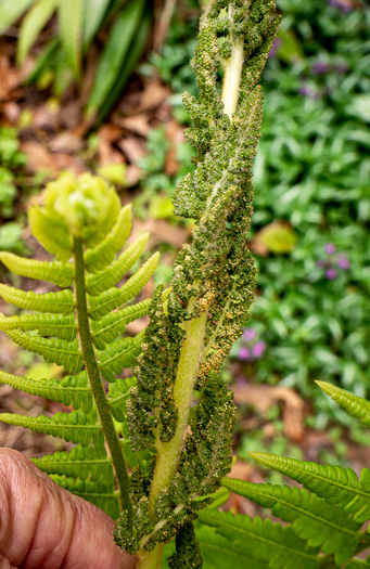 image of Osmundastrum cinnamomeum, Cinnamon Fern