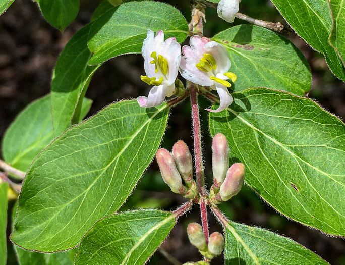 image of Lonicera maackii, Amur Bush-honeysuckle, Amur Honeysuckle