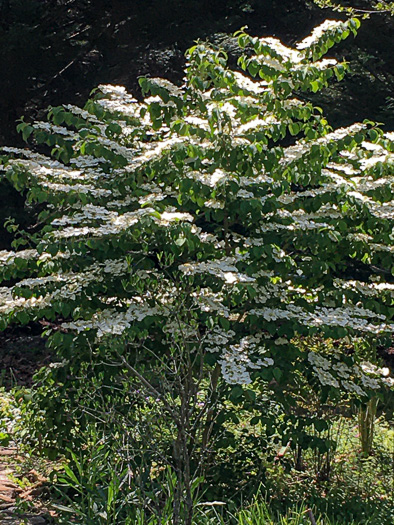 image of Viburnum plicatum, Japanese Snowball Viburnum, Doublefile Viburnum