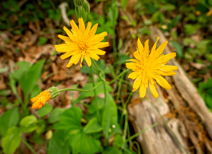 Pilosella flagellaris, Whiplash Hawkweed