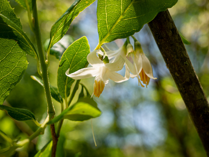 image of Styrax americanus var. americanus, American Storax, American Snowbell