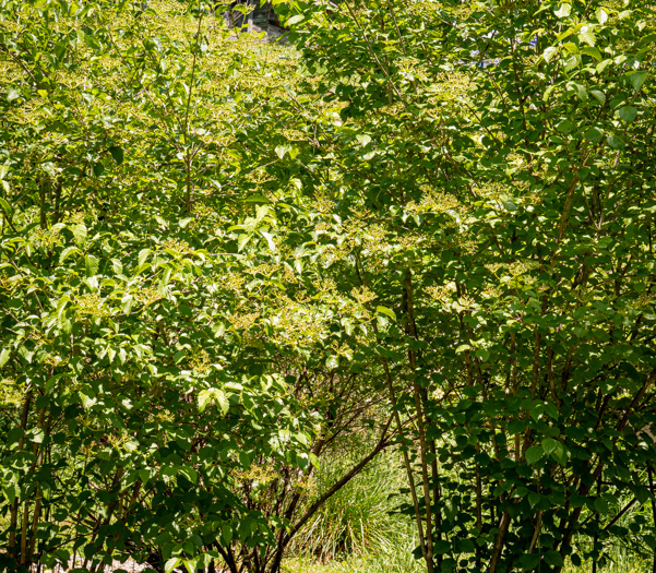 image of Viburnum dentatum, Southern Arrowwood