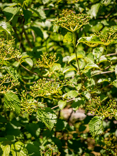 image of Viburnum dentatum, Southern Arrowwood