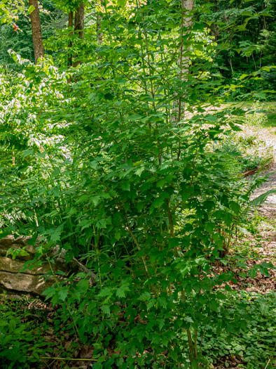 image of Crataegus coccinea, Scarlet Hawthorn