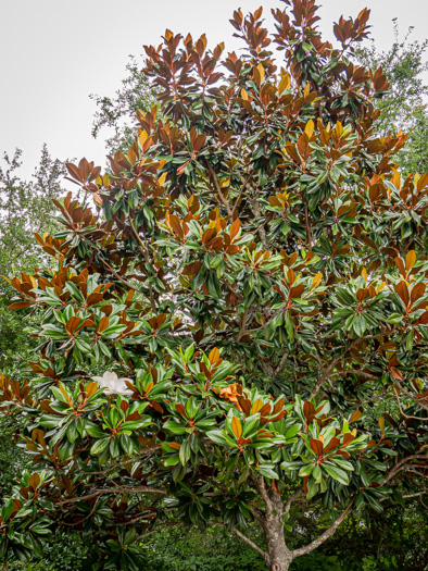 image of Magnolia grandiflora, Southern Magnolia, Bull Bay