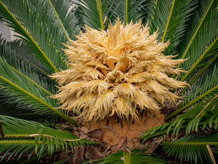 image of Cycas revoluta, Sago-palm