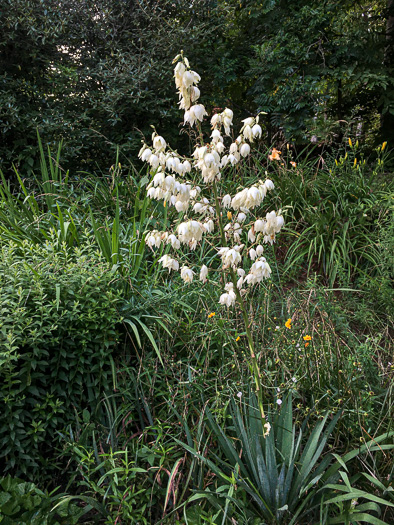 image of Yucca filamentosa, Beargrass, Spoonleaf Yucca, Curlyleaf Yucca