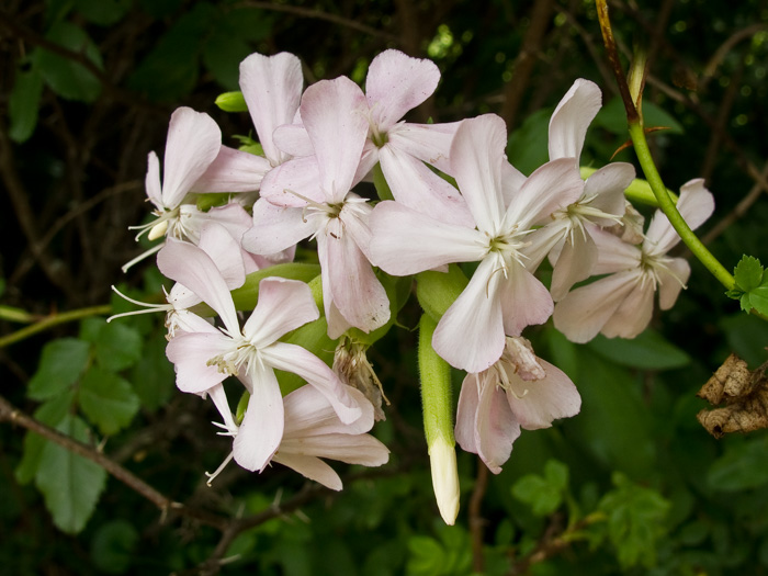 image of Saponaria officinalis, Soapwort, Bouncing Bet