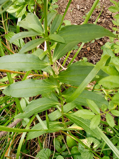 image of Saponaria officinalis, Soapwort, Bouncing Bet