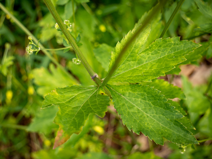 image of Sanicula canadensis var. grandis, Large Sanicle, Long-styled Canada Sanicle, Large Black-snakeroot