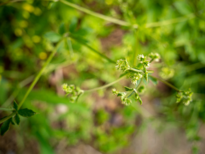 image of Sanicula canadensis var. grandis, Large Sanicle, Long-styled Canada Sanicle, Large Black-snakeroot