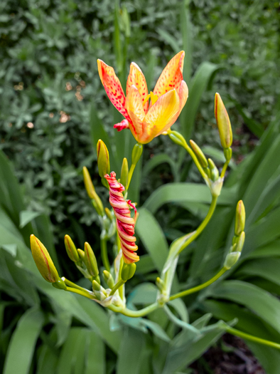 image of Iris domestica, Blackberry-lily, Leopard-lily