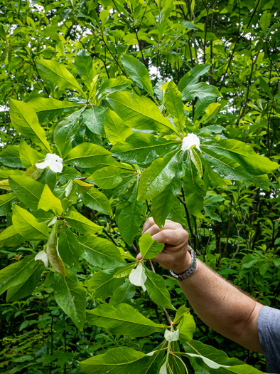 image of Franklinia alatamaha, Franklinia, Franklin Tree, Lost Gordonia