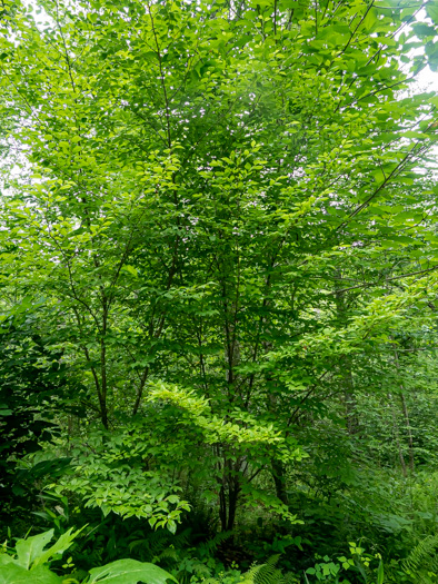 image of Stewartia malacodendron, Silky Camellia, Virginia Stewartia, Stewartia