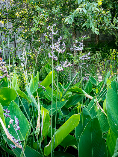 image of Thalia dealbata, Powdery Thalia, Powdery Alligator-flag