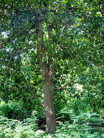 image of Magnolia grandiflora, Southern Magnolia, Bull Bay