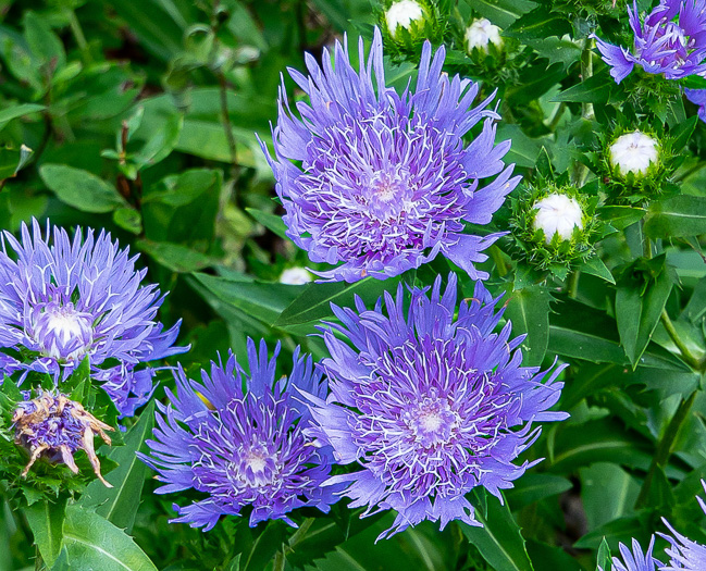 image of Stokesia laevis, Stokes Aster, Stokesia, Blue Stokesia