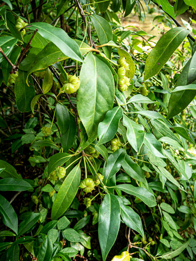 image of Illicium floridanum, Florida Star-anise, Florida Anise-tree, Stinkbush