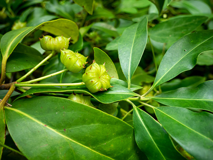 image of Illicium floridanum, Florida Star-anise, Florida Anise-tree, Stinkbush