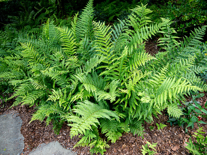 image of Deparia acrostichoides, Silvery Glade Fern, Silvery Spleenwort