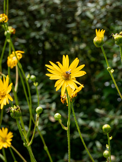 image of Silphium pinnatifidum, Tansy Rosinweed, Cutleaf Prairie-dock