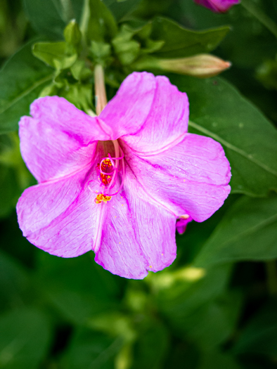 image of Mirabilis jalapa var. jalapa, Garden Four-o'clock, Marvel-of-Peru, Morning-rose