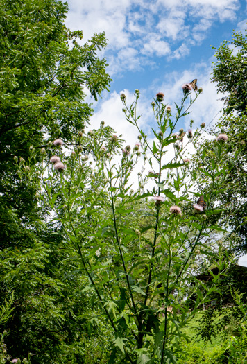 image of Cirsium discolor, Field Thistle