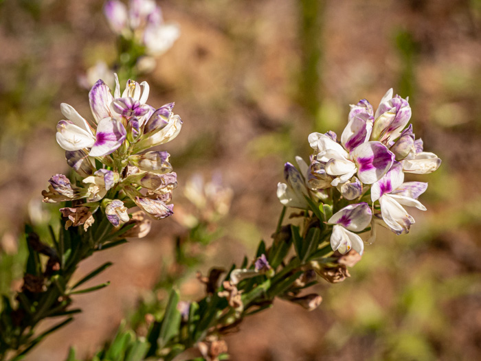 image of Lespedeza cuneata, Sericea Lespedeza, Chinese Lespedeza, Sericea