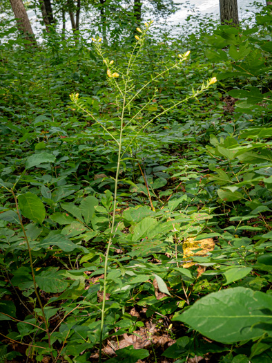 image of Aureolaria levigata, Appalachian Oak-leach, Smooth False Foxglove, Entireleaf Yellow False Foxglove