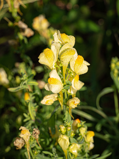 image of Linaria vulgaris, Butter-and-eggs, Yellow Toadflax, Wild-snapdragon