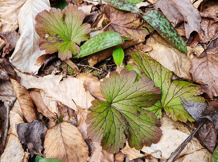 image of Waldsteinia lobata, Piedmont Barren Strawberry, Lobed Barren Strawberry