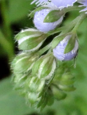 image of Phacelia purshii, Miami-mist