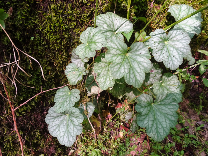 image of Heuchera pubescens, Marbled Alumroot, Downy Alumroot