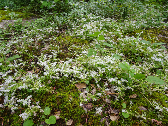 image of Sedum pulchellum, Widow's Cross, Glade Stonecrop, Rock Moss, Lime Stonecrop