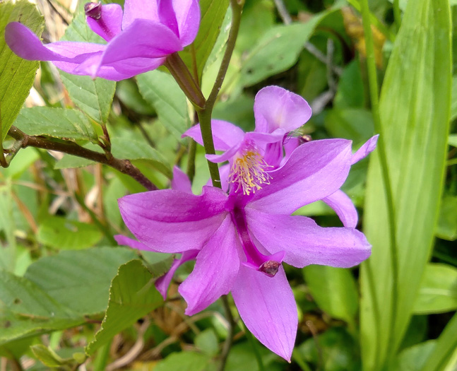 image of Calopogon tuberosus var. tuberosus, Common Grass-pink