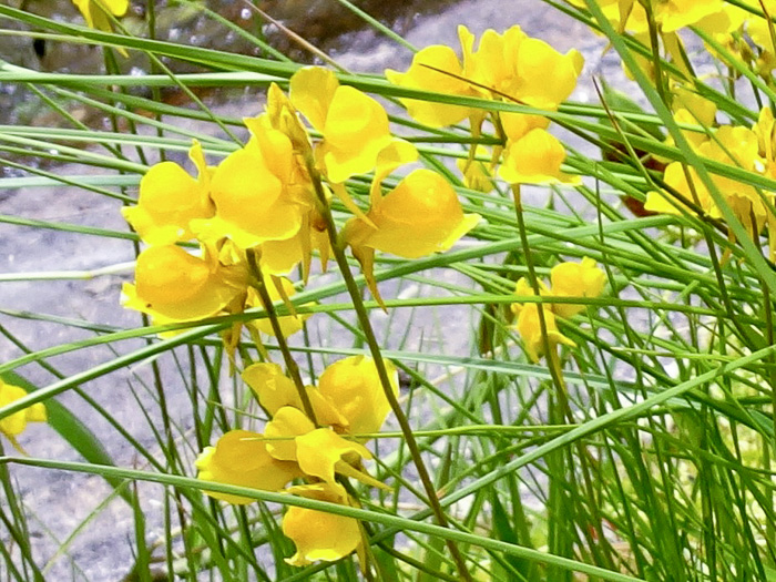 image of Utricularia cornuta, Horned Bladderwort