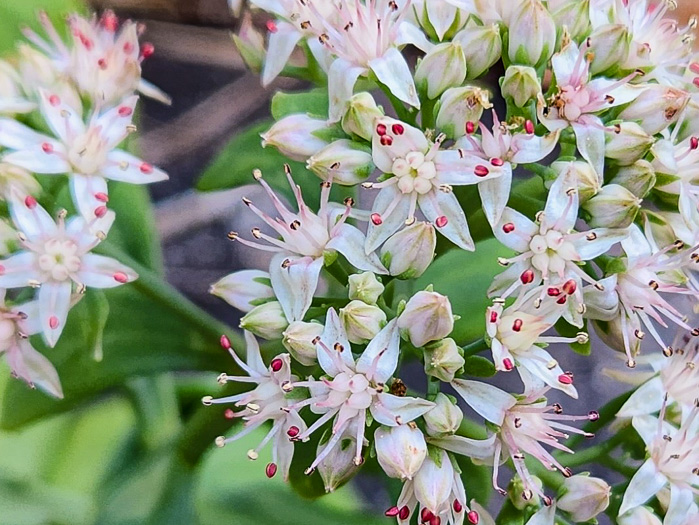 image of Hylotelephium telephioides, Allegheny Live-forever, Cliff Orpine, Allegheny Stonecrop